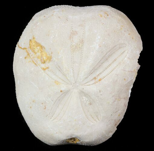 Micraster? Fossil Echinoid (Sea Urchin) - Taouz, Morocco #46400